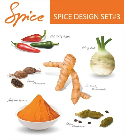 set of different spice design vector