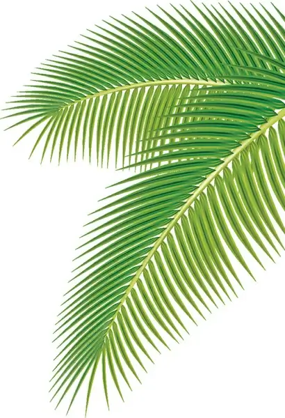 set of green palm leaves vector