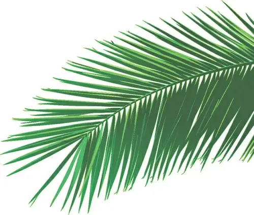 set of green palm leaves vector