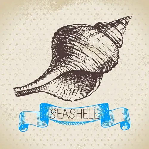 set of seashell hand drawn vectors