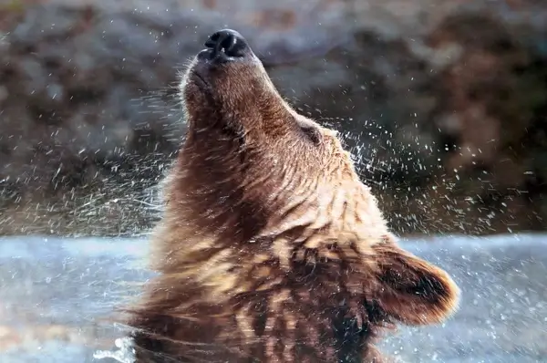 shake it baby