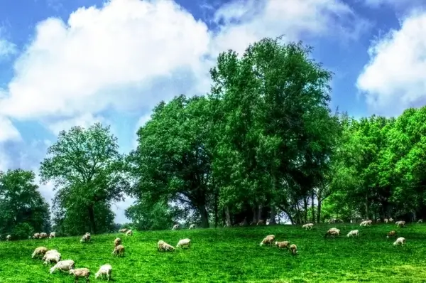 sheep 