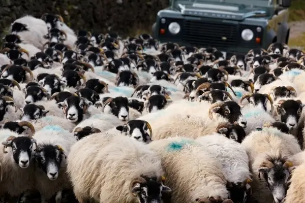 sheep and car