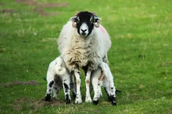 sheep feeding lambs