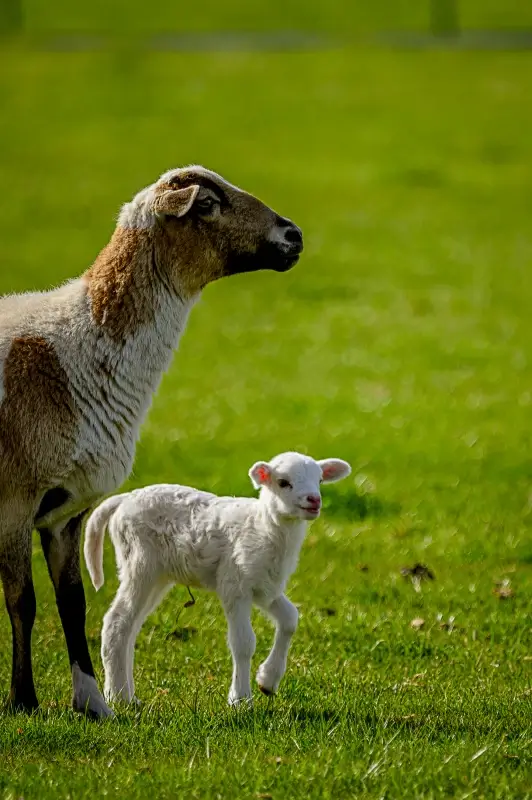 sheep herd picture cute bright 