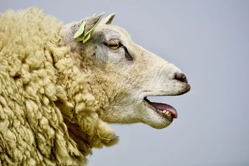 sheep picture elegant face closeup 