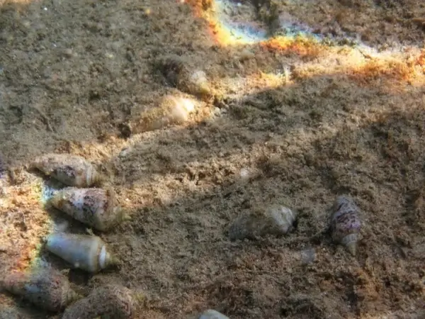 shells underwater