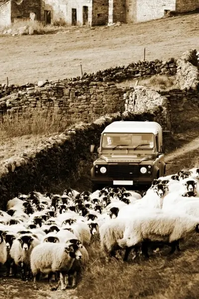 shepherd and flock of sheep