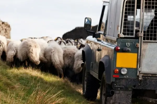 shepherd and sheep