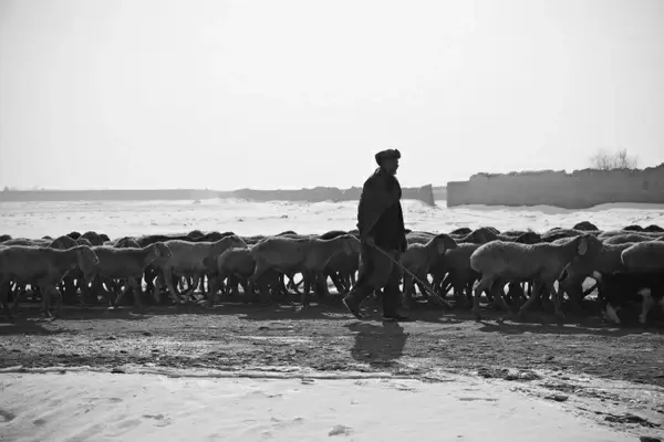 shepherd man sheep