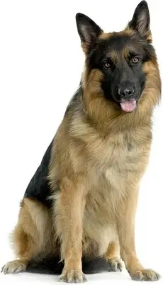 shepherd picture