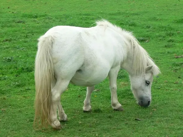 shetland pony