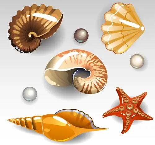 shining seashells design vector set