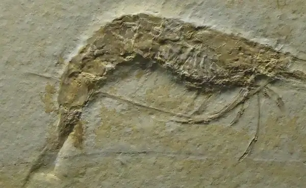 shrimp fossil