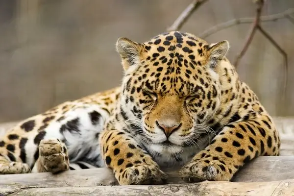 siesta