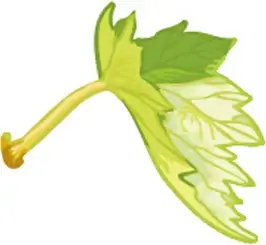 simple grapes leaf design vector