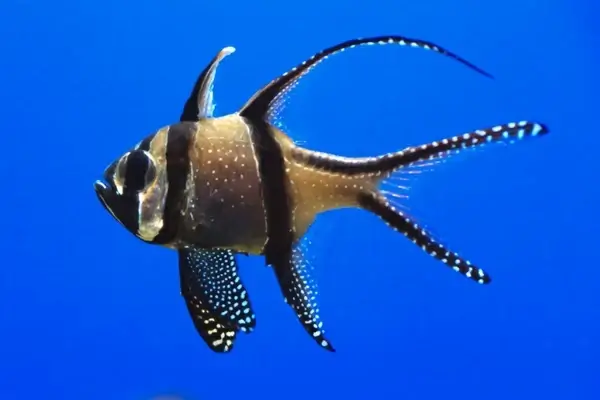 single fish in aquarium