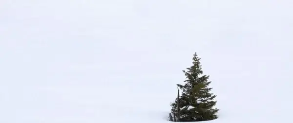 single tree in snow