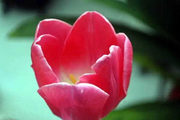 single tulip