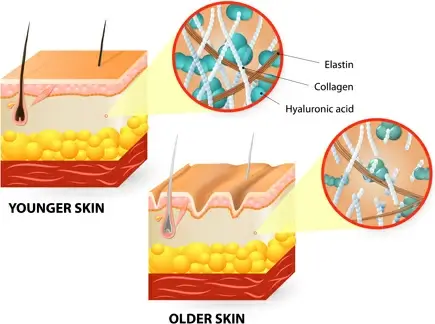 skin structure diagram vectors