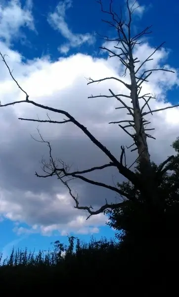 sky dead tree dead wood