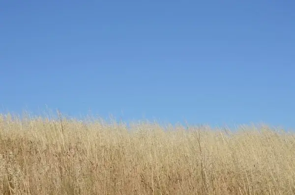 sky grass skyline