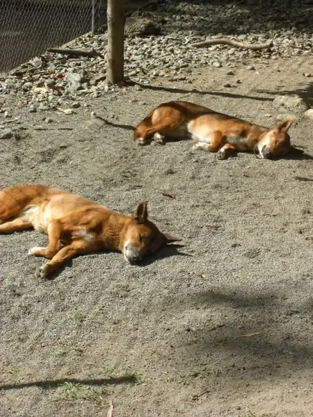 sleeping dingo