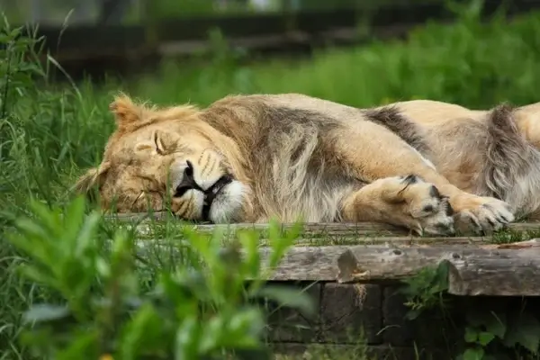 sleeping lion