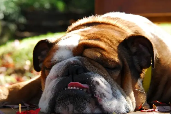 sleepy bulldog