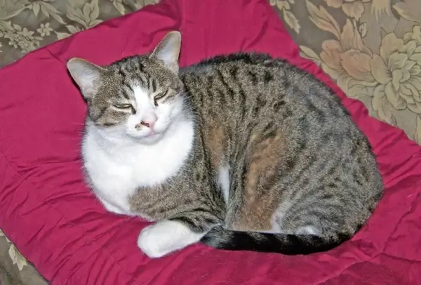 sleepy cat