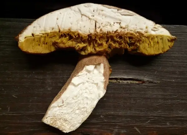sliced mushroom