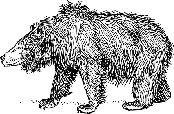 sloth bear