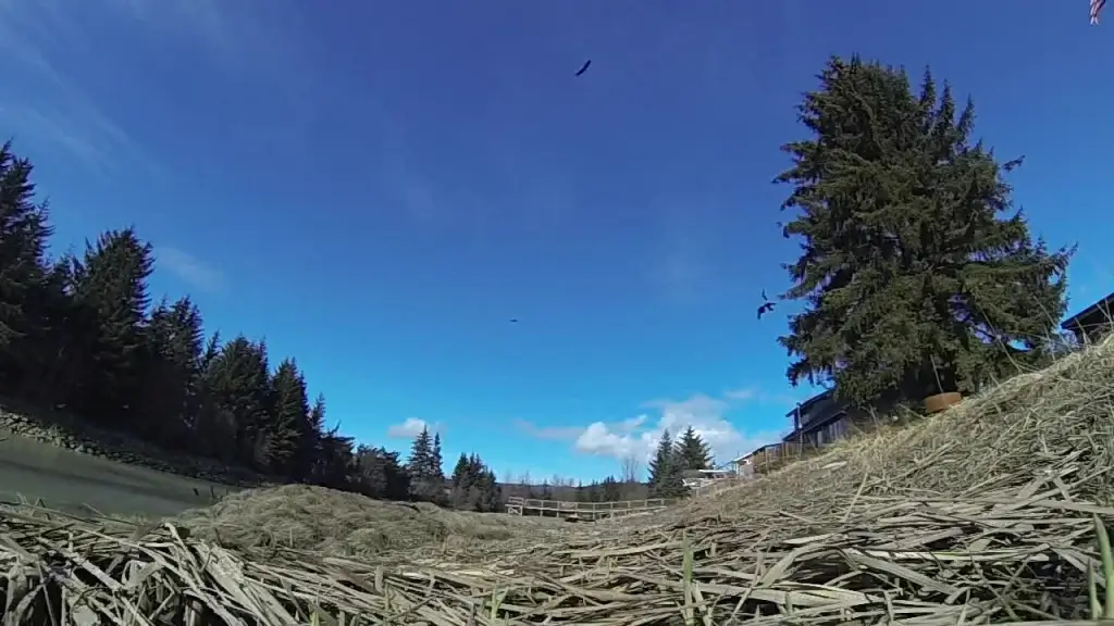 slow video of eagles flying in nature