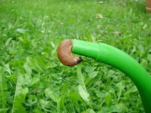 slug snail hose