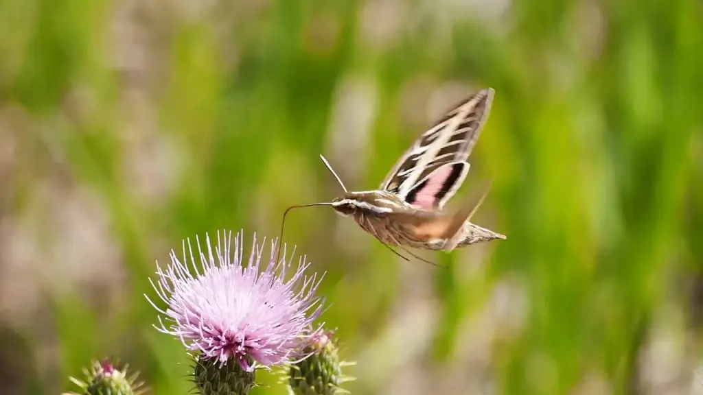 small insect flying on flowers