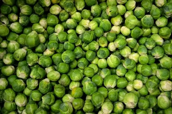small sprouts