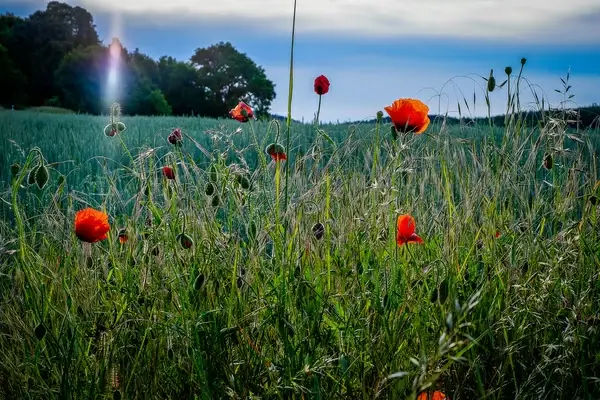 smell the summer