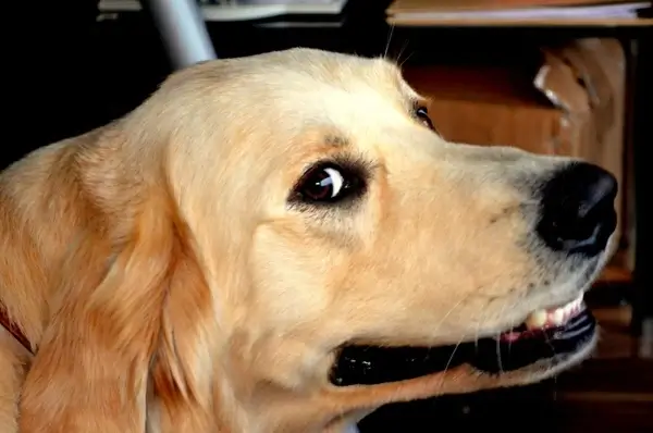 smiling dog