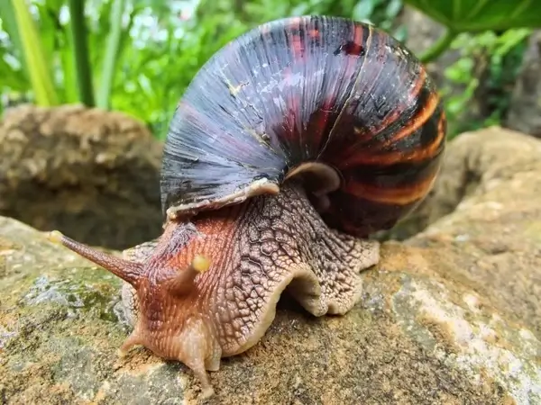 snail african south africa