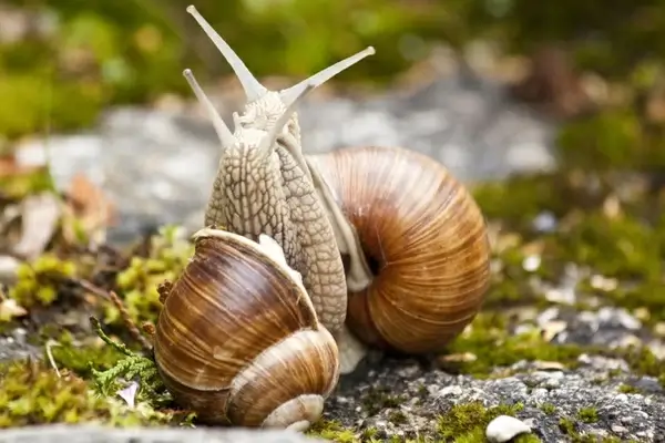 snail helix pomatia