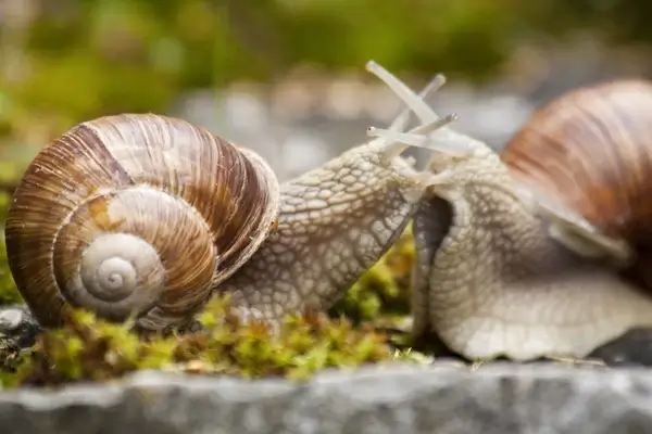 snail helix pomatia