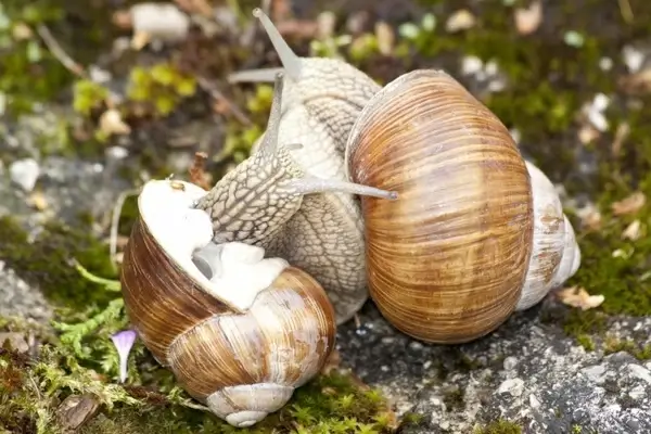 snail helix pomatia