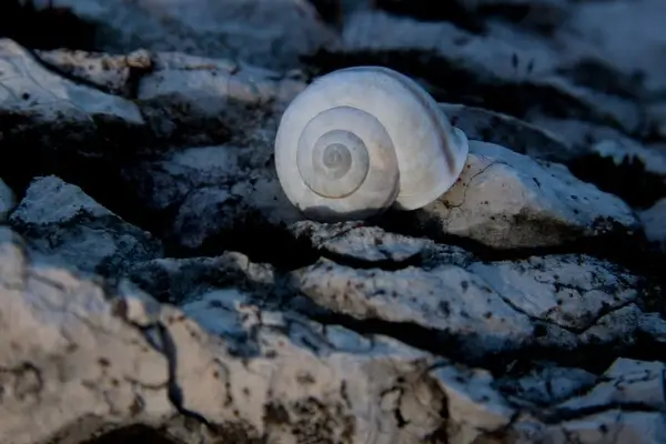 snail shell rock