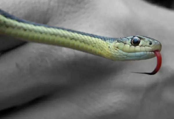 snake color tongue