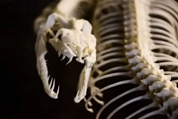 snake skeleton
