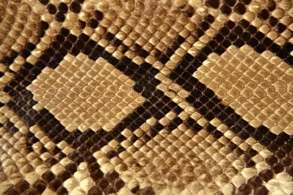 Snake skin texture 05 hd picture Photos in .jpg format free and easy ...