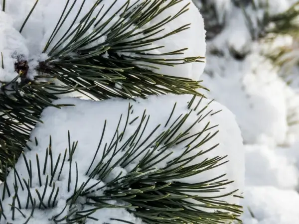 snow 2 