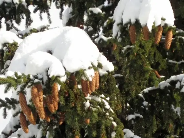 snow covered fir cones