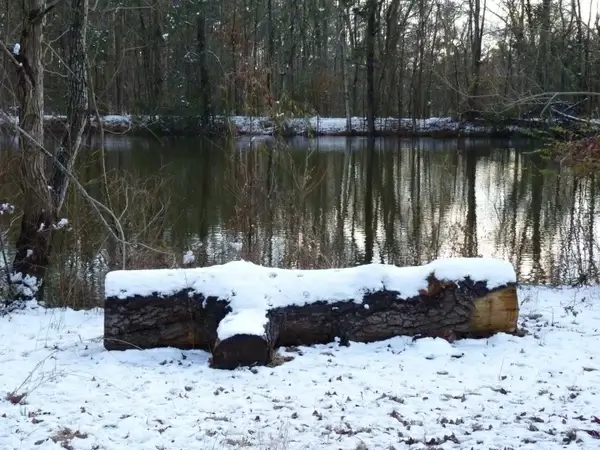 snow covered log