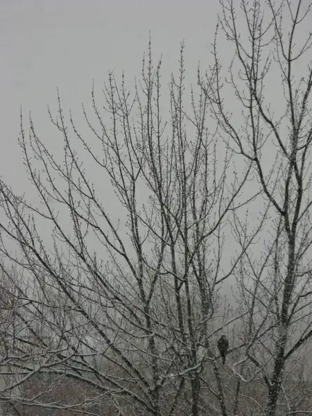 snow crow